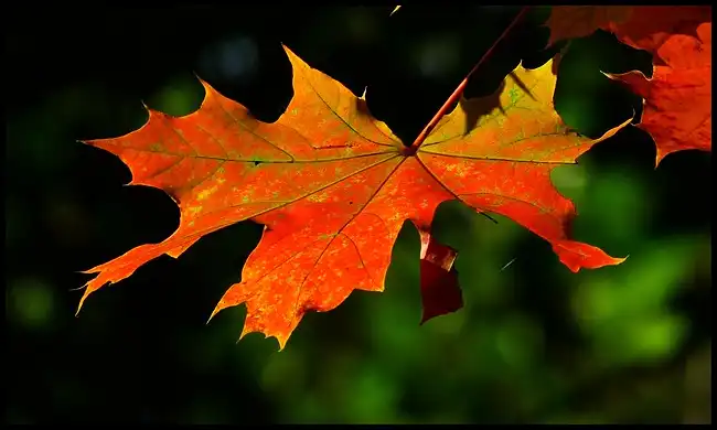 2024 내장산 단풍축제 기간 (국립공원)