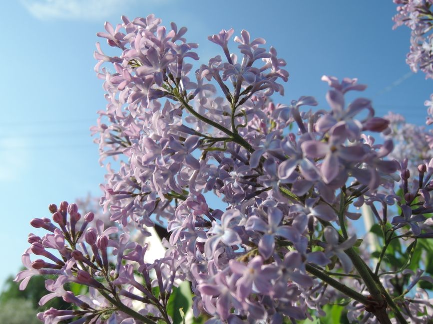 Vibrant lilac flowers in full bloom under a clear blue sky, showcasing nature's beauty.