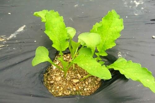 가을무-김장무-재배방법-남부지방-중부지방-종자-파종시기-심는시기-수확시기