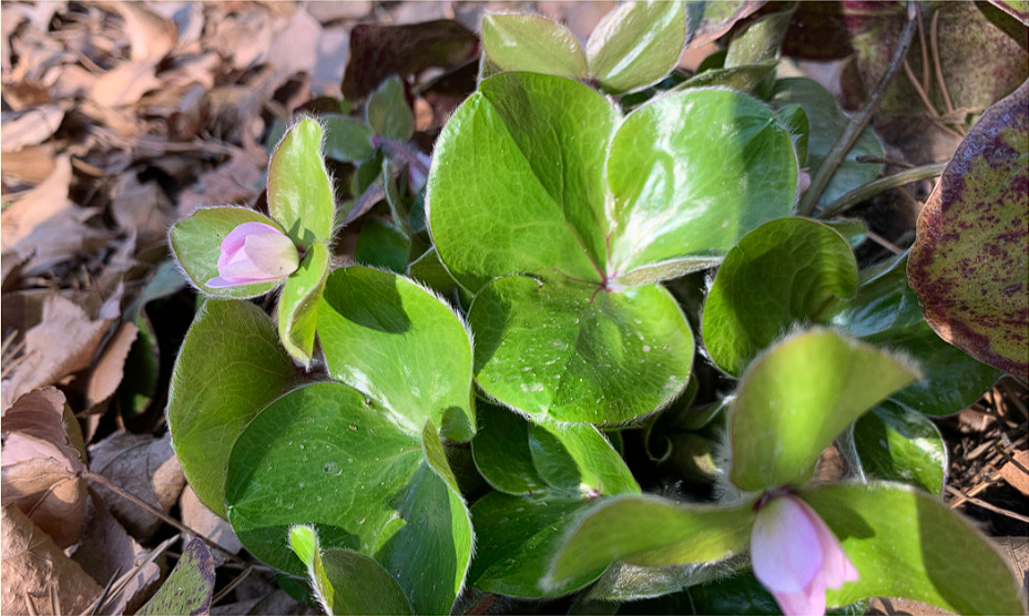 천리포 수목원 목련축제