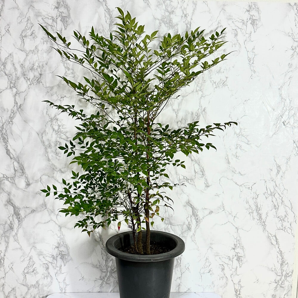 남천 나무 키우기