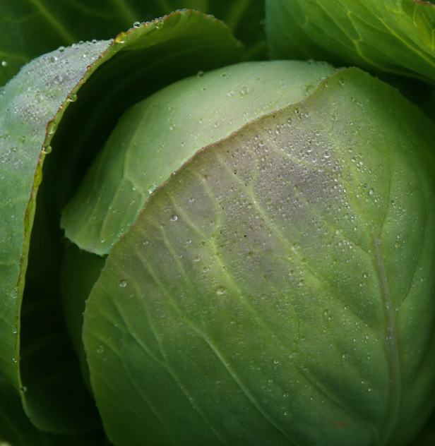 양배추 효능과 부작용 칼로리