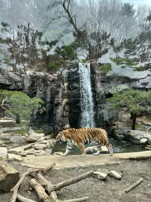 에버랜드 자유이용권 할인 최신 정보