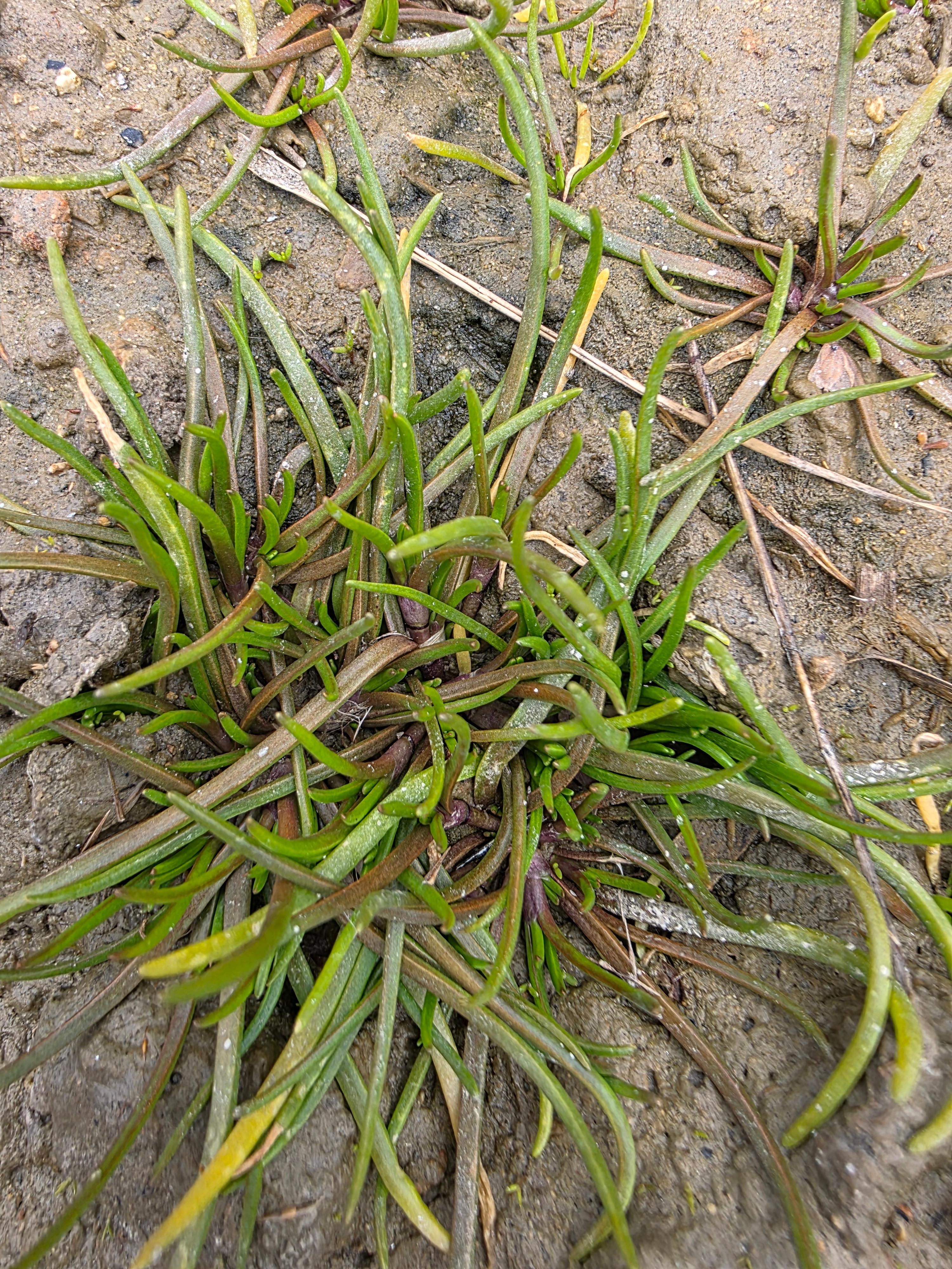 갯벌에 살짝 올라온 연한 초록빛 세발나물