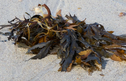 미역 효능 부작용 칼로리