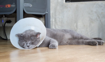 엘리자베스 컬러를 달고 늘어지는 고양이.