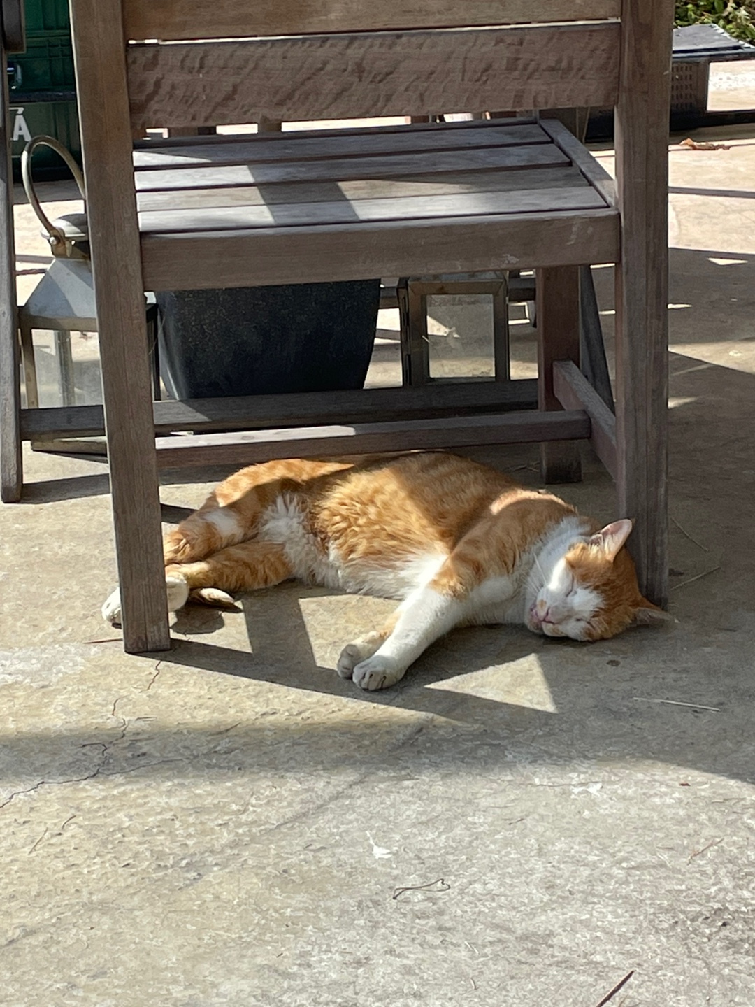 고양이1
