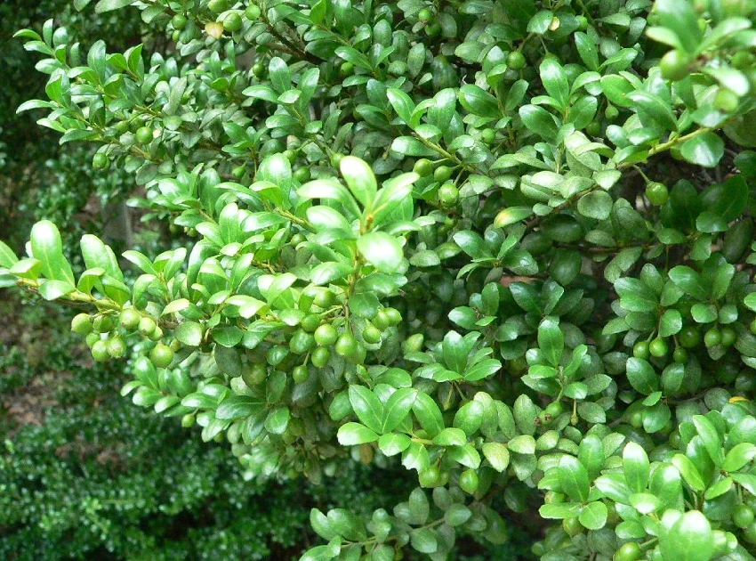 열매가 열린 꽝꽝나무