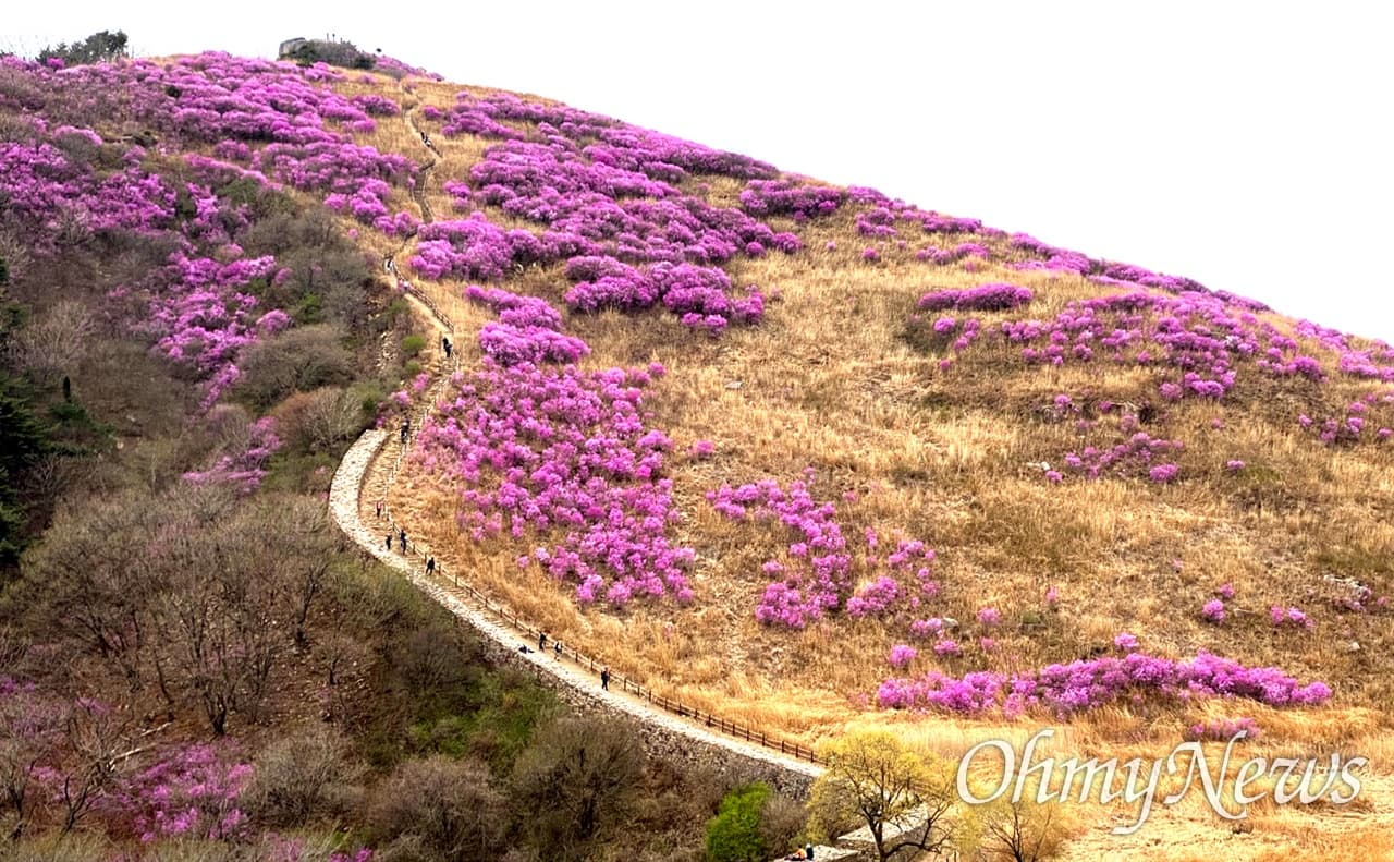 [4월 축제]화왕산 진달래❘4월 둘째주 주말 개화 상황, 방문 후기, 교통편, 맛집