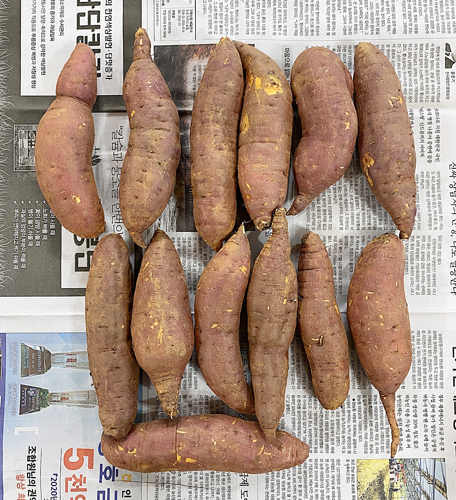 신문지 위 고구마 2