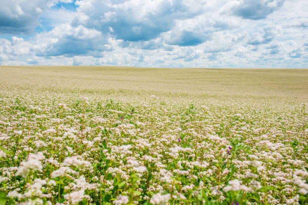 제주 보롬왓 메밀축제