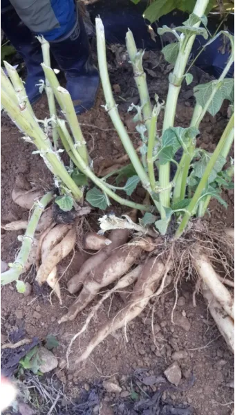 야콘 재배 덩이 비대 관리 토양 갈기 저장 요령_6