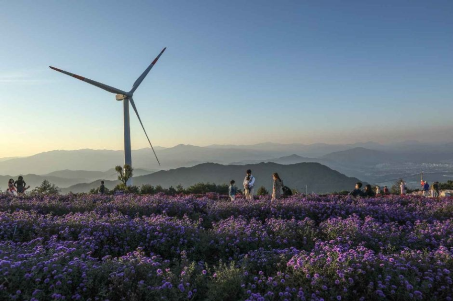 거창 감악산 풍력단지와 꽃밭의 이색 조화