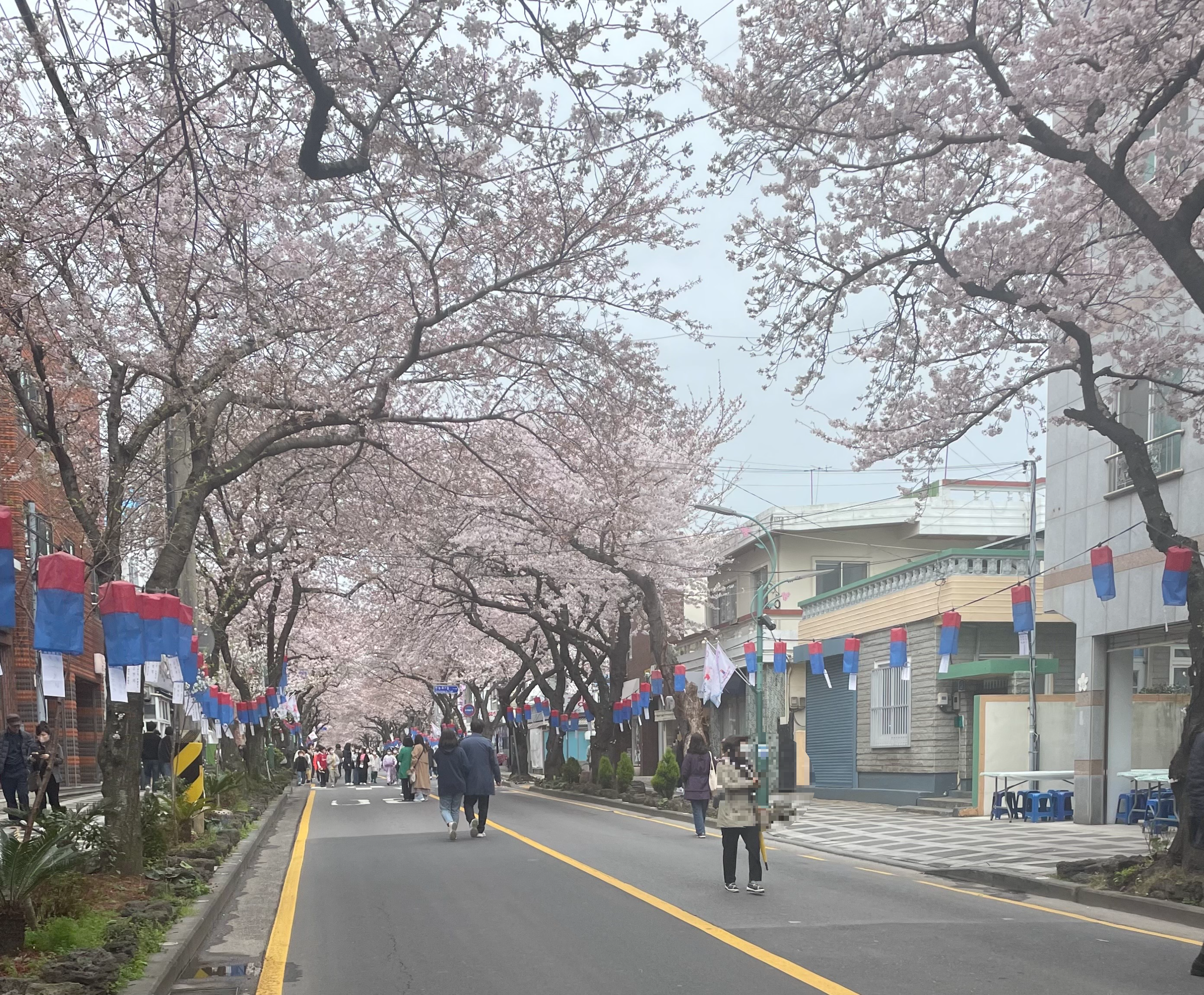 전농로_벚꽃_만개