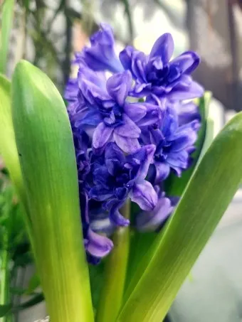 히아신스 꽃말 키우는법 꽃이 지고난 후 수경재배_11