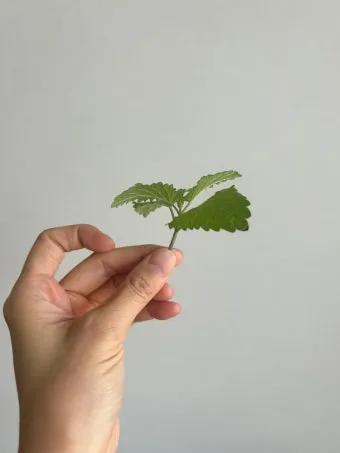 레몬밤 재배 반그늘 배치 화분 재배 잎 차로 활용_5