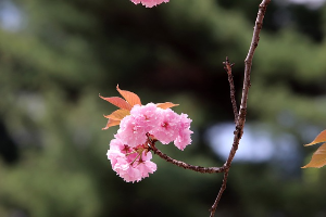 겹벚꽃의명소
