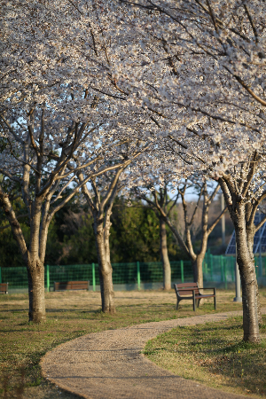 제주벚꽃명소