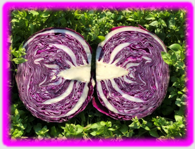 더부룩한 속을 달래주는 음식 빨강 양배추