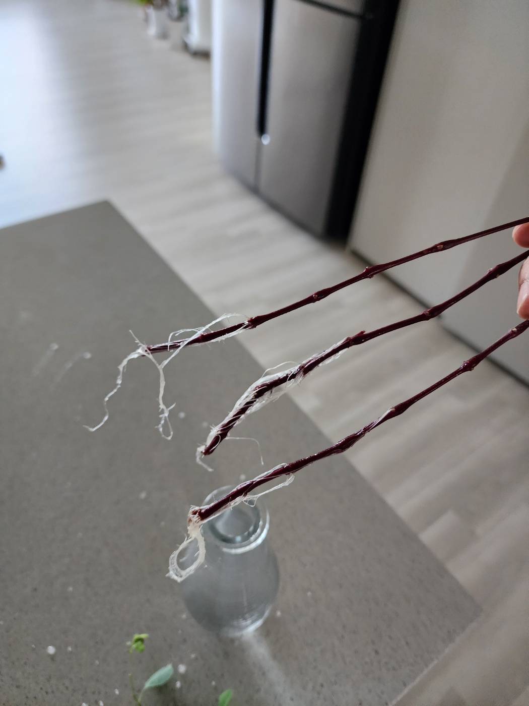 작년 6월 물꽂이후 뿌리가 많이 자란 퍼플프린스