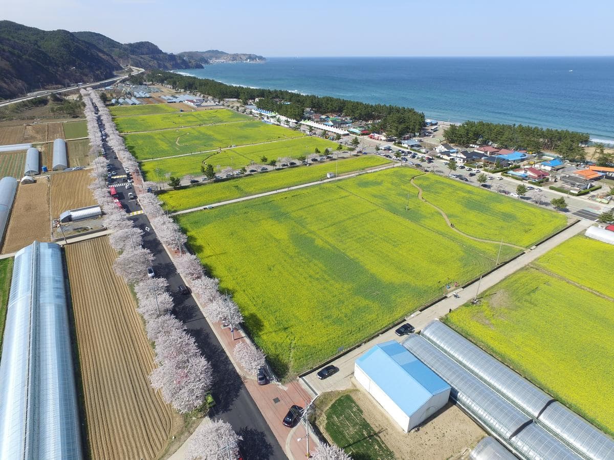 삼척 맹방유채꽃마을에서 딸기 체험, 유채꽃 축제, 계절별 축제 정리