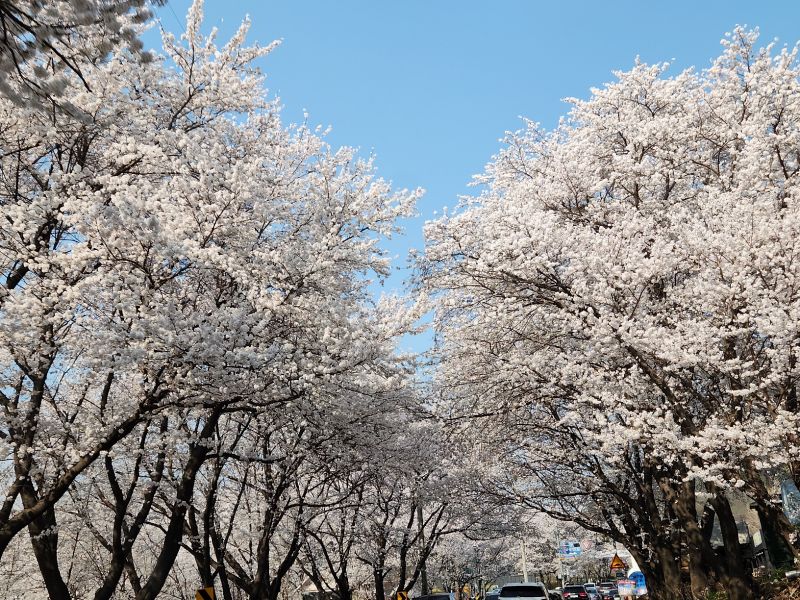 직접 찍은 삼회리 벚꽃 터널의 모습