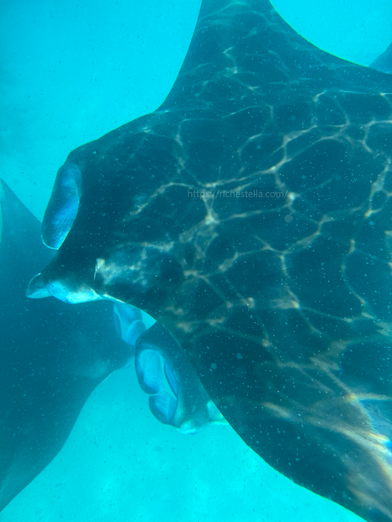만타가오리 스노쿨링