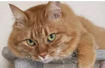 고양이와의 생활이 시작되었을 때 발생하기 쉬운 문제!