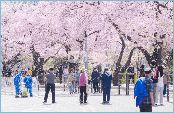 봄나들이-여의도-봄꽃축제