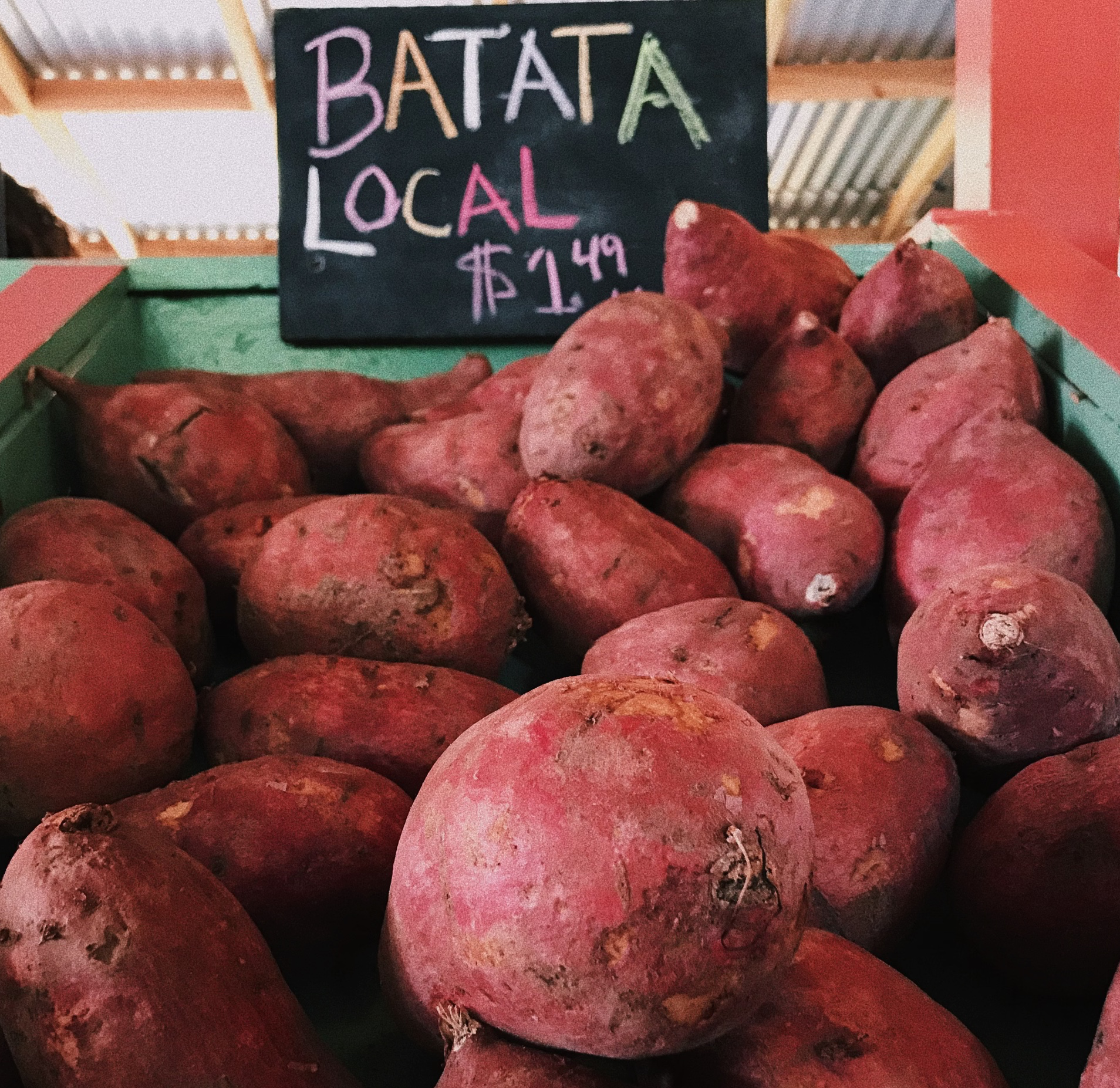 생고구마 보관법