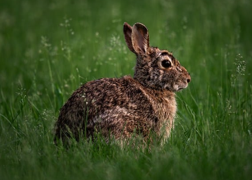 상식의 반전12: 토끼는 겁쟁이다? 귀여운 외모 뒤에 숨은 진짜 성향