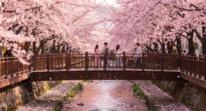 여좌천에서 찍은 벚꽃 사진
