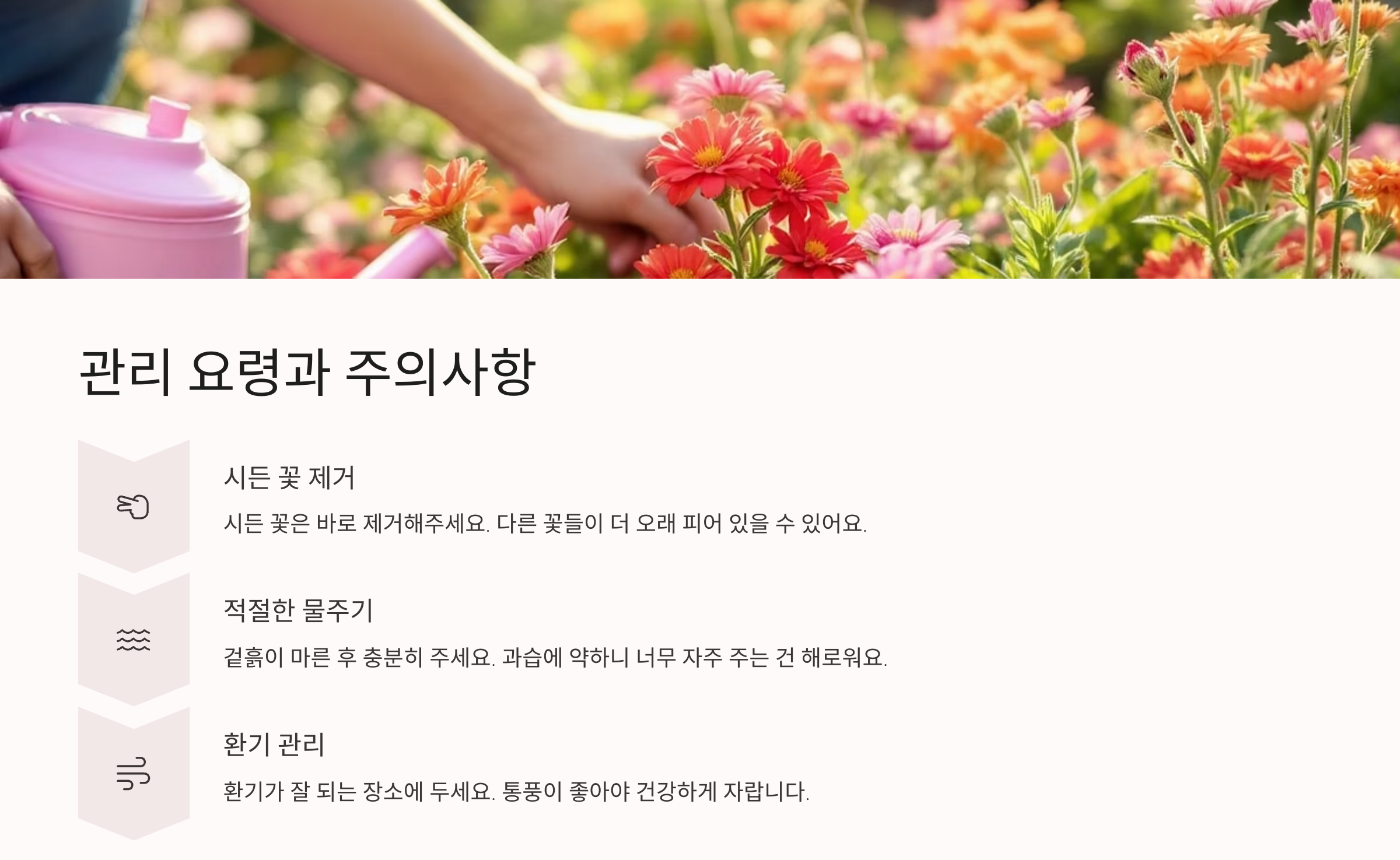 패랭이꽃