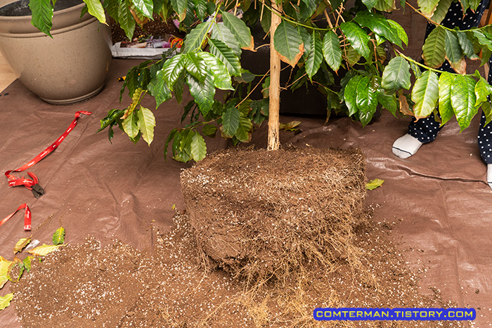 건강한 커피나무 뿌리 상태