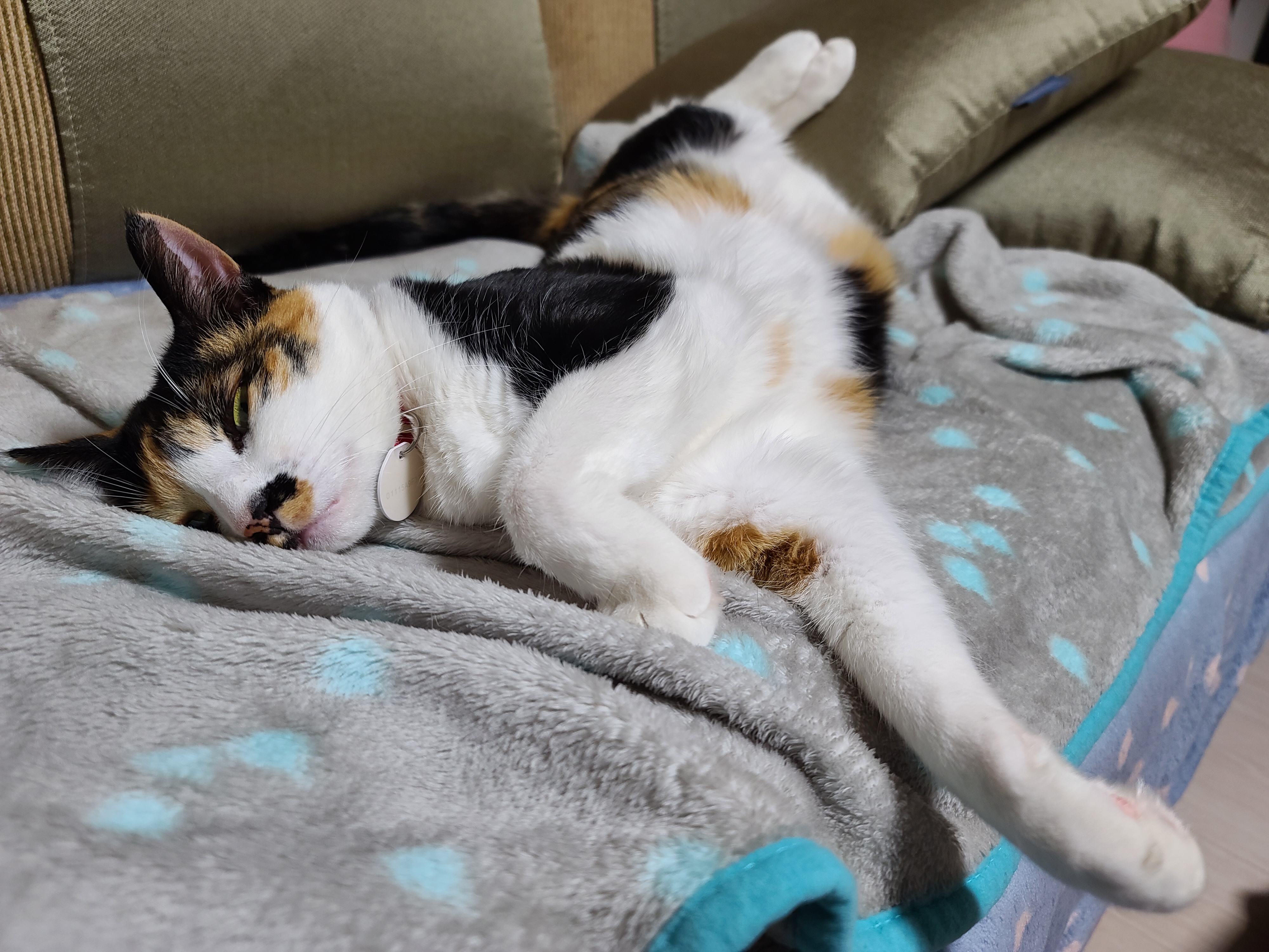 자주 볼수 없는 다다의 자는모습 도촬!(feat.고양이 지근구, 발목젤리)