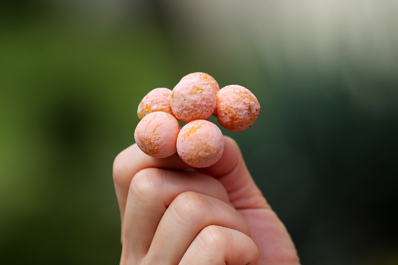 은행나무 열매의 효능과 부작용 및 보관법