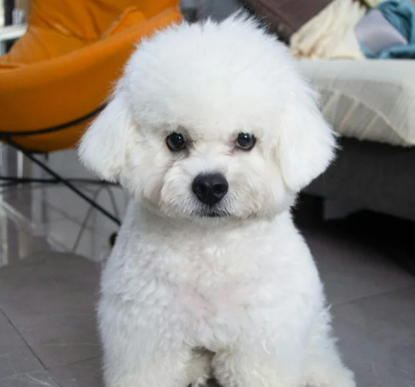 연령별 강아지 건강검진 추가 항목 추천 리스트 비용 및 가격