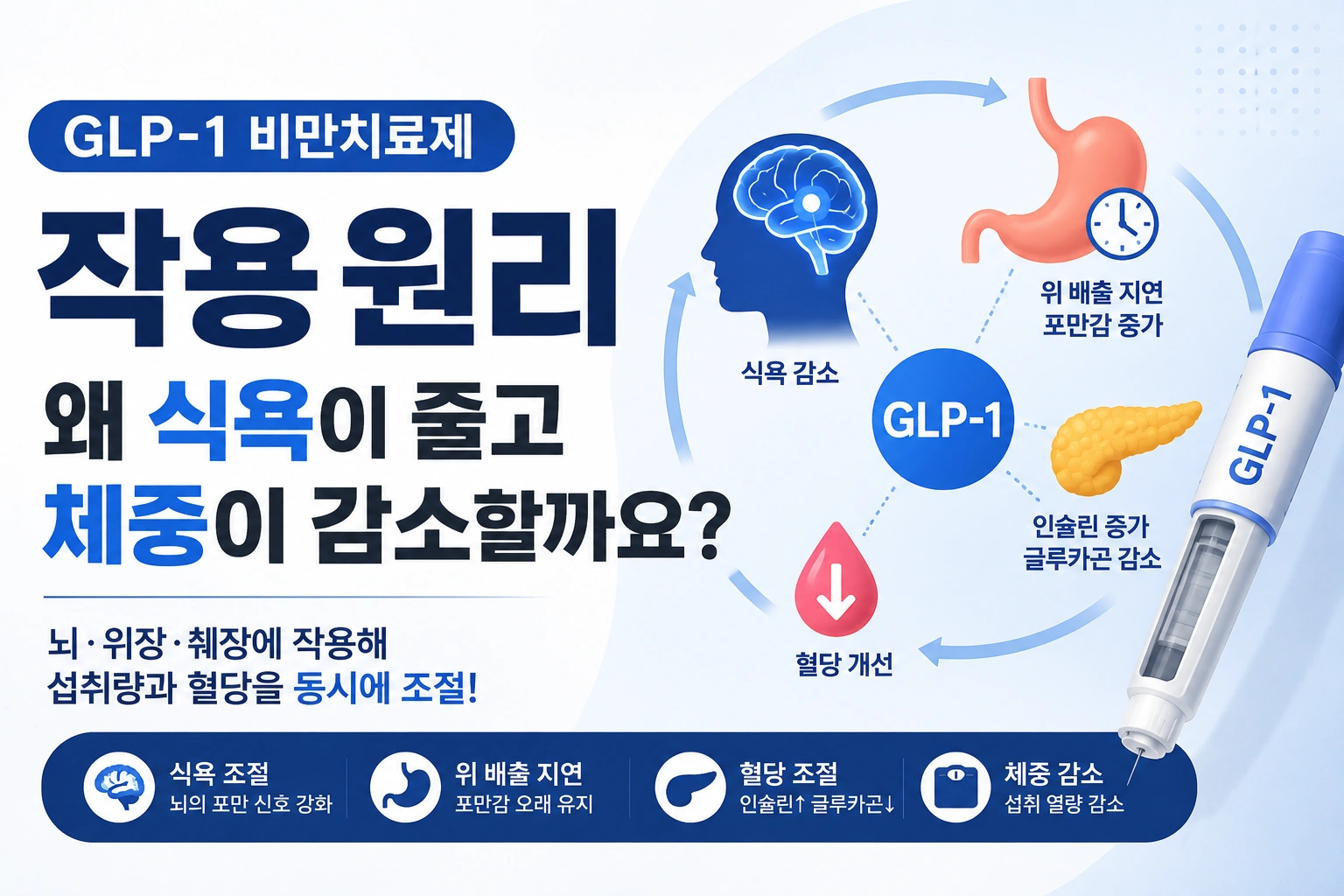 GLP-1 비만치료제 작용원리, 왜 식욕이 줄고 체중이 감소할까요?
