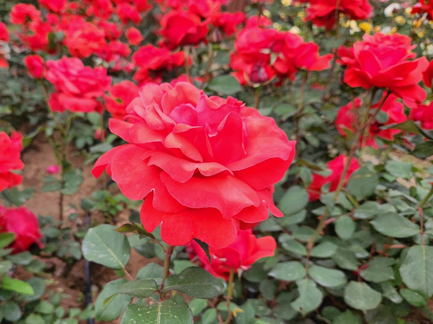 장미 히오기 Hiogi