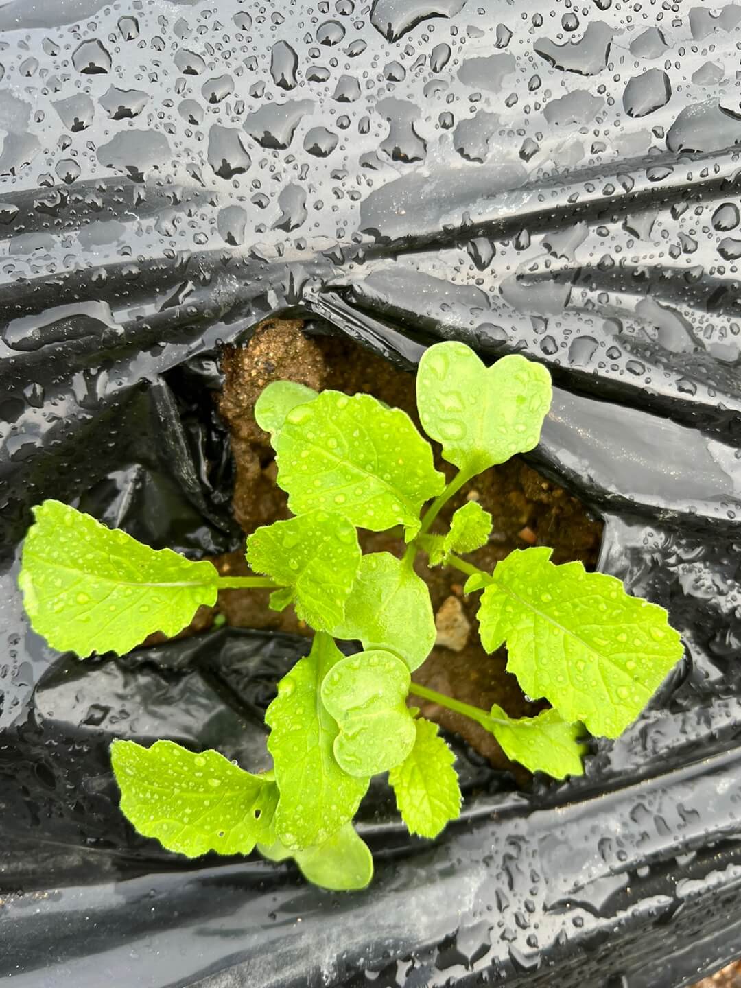 김장무 파종 2주후