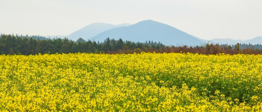 3월에 가볼 만한 국내 여행지 BEST 7 (봄꽃 명소 포함)