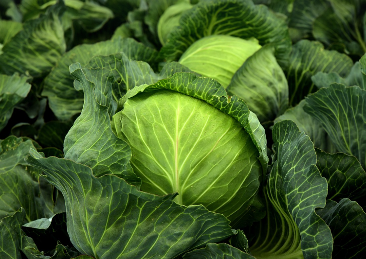 양배추를 고를 때는 단단하고 무거운 것을 고른다.