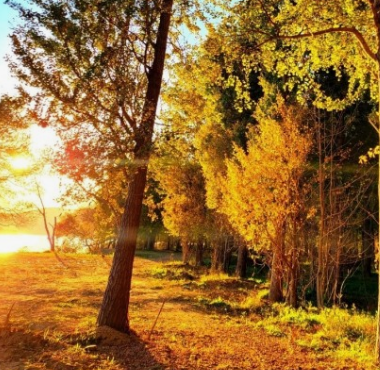 2024 에버랜드 은행나무숲산책 신청