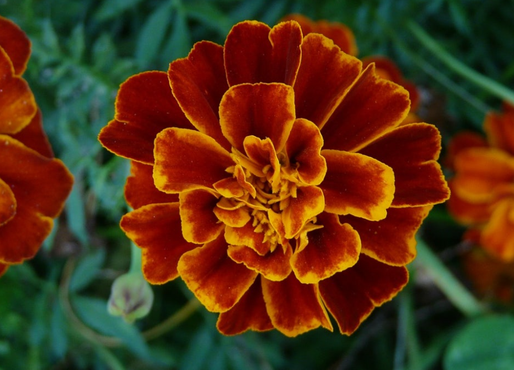 메리골드(금잔화)