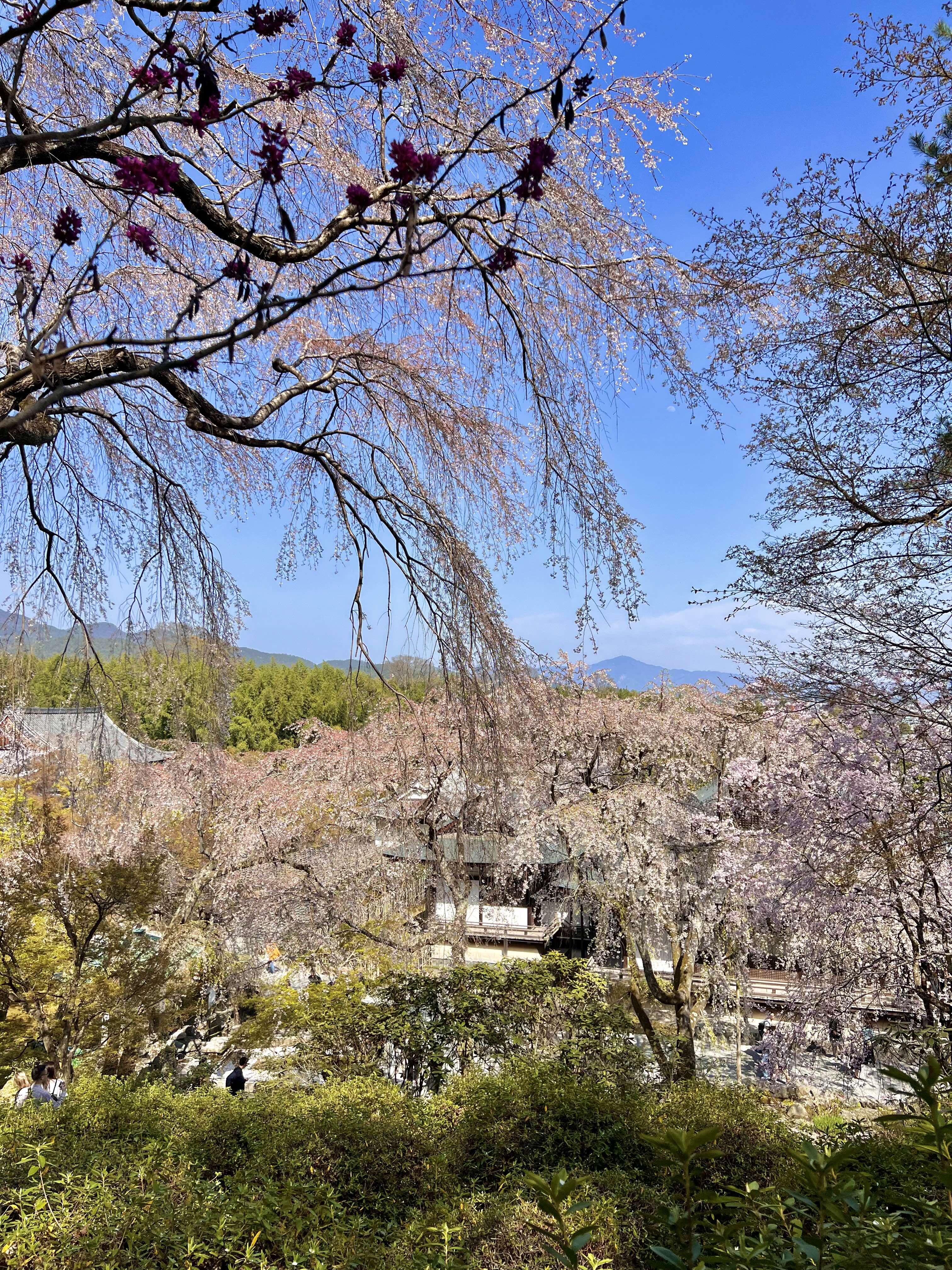 2023년 텐류지 벚꽃