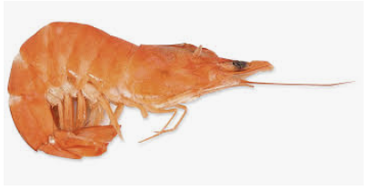 대하의 효능