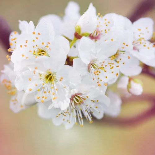 서울 벚꽃 개화시기 2025