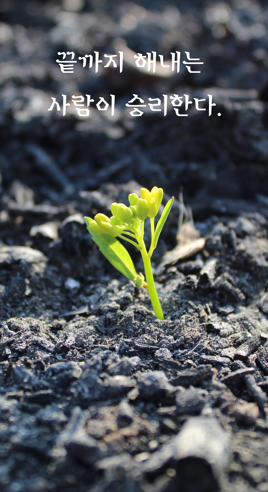 성공 글귀 짧고 좋은 글 명언 문구 배경화면 모음 이미지 사진 글