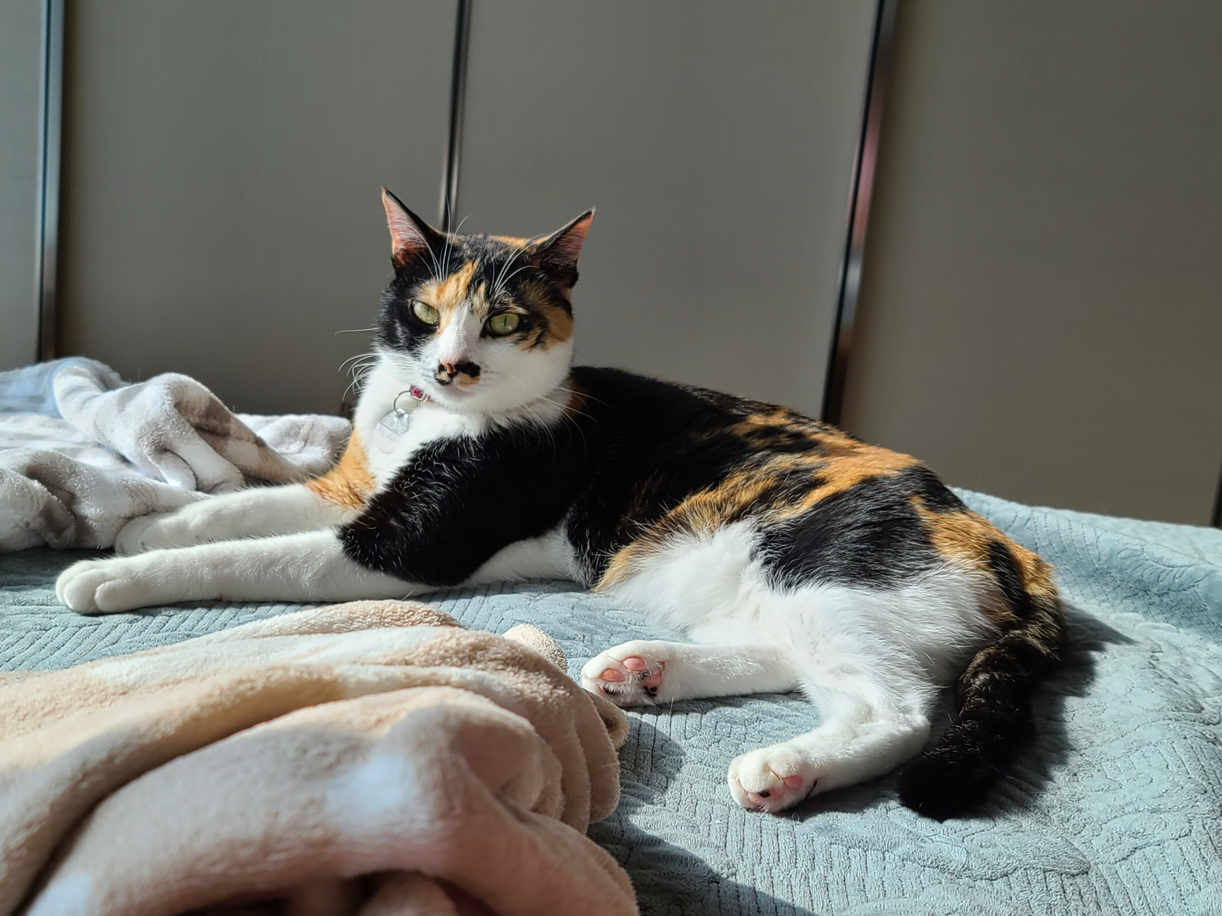 까칠도도 다다의 주식에 관한 이야기. 다다가 사료를 거부하게 된 이유.