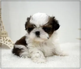 시츄 분양 가격 성격 장단점_9